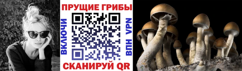 Купить где  Ува  Псилоцибиновые грибы Psilocybine cubensis 